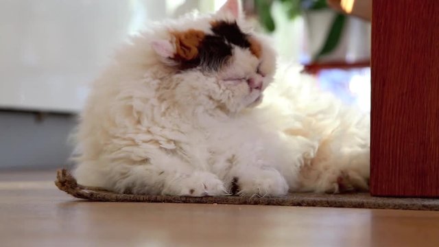 Selkirk Rex Katze liegt im Wohnzimmer und putzt sich, Fellpflege full HD 1080p Video Footage