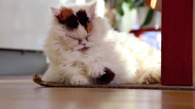 Selkirk Rex Katze liegt im Wohnzimmer und putzt sich, Fellpflege full HD 1080p Video Footage