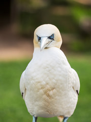 Strict bird.