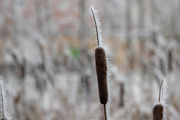 Eisstachel am Rohrkolben © Dennis