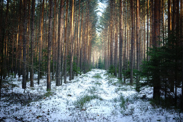 Lower Silesian Wilderness in Poland in winter
