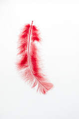 Red birds feather isolated on a white background