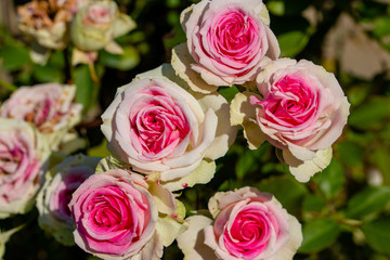 Rose flowers blooming in autumn, Yachiyo city, Chiba prefecture, Japan