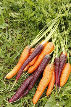 Carrots orange and purple, harvest in the garden on the green grass.