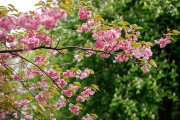 trees bloom pink flowers