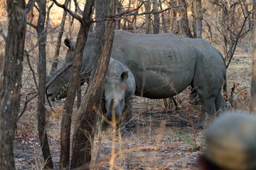 Fototapeta premium Nosorożce na sawannie Zimbabwe