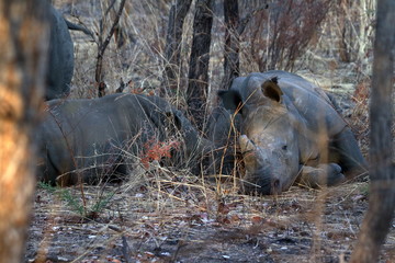 Naklejka premium Nosorożce na sawannie Zimbabwe