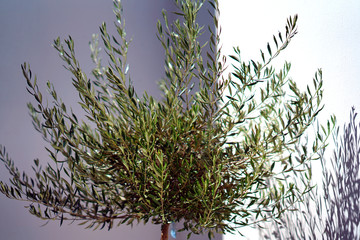 Small olive tree on the streets of Imerovigli, Santorini
