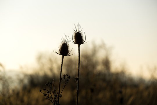Thristle and bush in the sunset. Slovakia