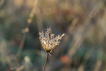 Thristle and bush in the sunset. Slovakia