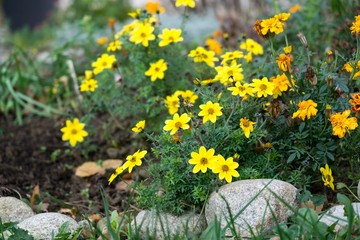 Yellow flower in nature. Slovakia