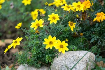 Yellow flower in nature. Slovakia