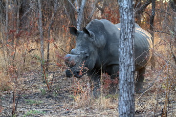 Naklejka premium Nosorożce na sawannie Zimbabwe