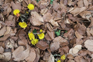Huflattich Blüten im Laub im Frühling 