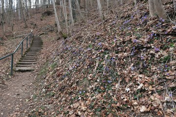 Blaue Blumen im Wald 