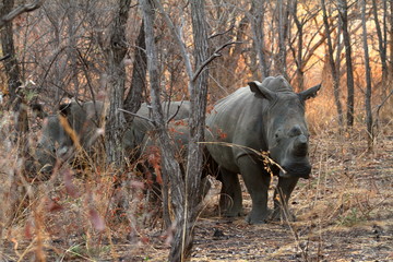 Naklejka premium Nosorożce na sawannie Zimbabwe