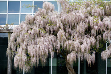 beautiful Wisteria tree