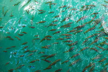Many fishes in blue water  from top view