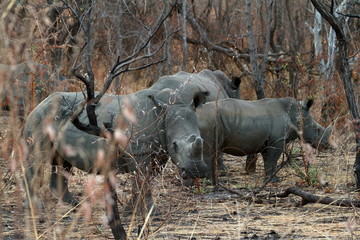 Obraz premium Nosorożce na sawannie Zimbabwe