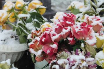 Flowers in Snow