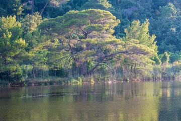 Summer lake in pine forest