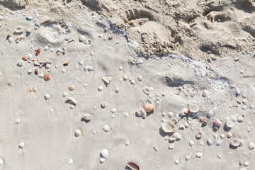 Sea shells on sand.