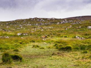 Deer in autumn wilderness of Glendalough national park in Wicklow county Ireland