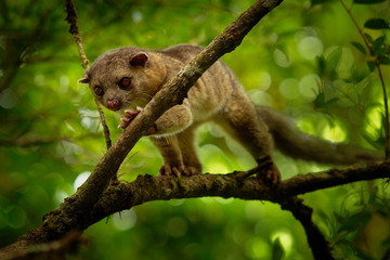 Bushy-tailed Olingo - Bassaricyon gabbii also known as the Northern olingo, is a tree-dwelling cute animal