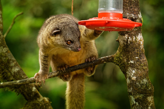 Bushy-tailed Olingo - Bassaricyon gabbii also known as the Northern olingo drinking  from hummingbird feeder.