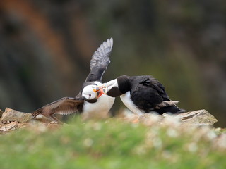 Atlantic Puffins (Fratercula artica) on Skomer Island in Pembrokeshire, Wales, UK