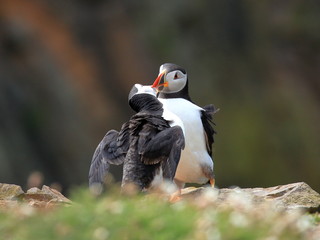 Obraz premium Atlantic Puffins (Fratercula artica) on Skomer Island in Pembrokeshire, Wales, UK