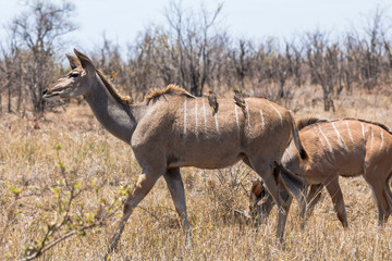 Female Kudus with small birds in dry Kruger Park
