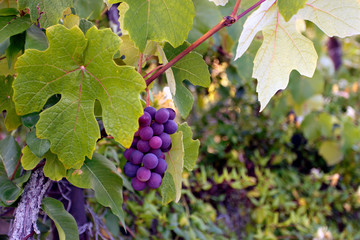 grapes and vineyard