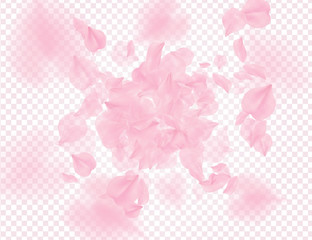 Pink roses petals falling on transparent background. Vector overlay Valentines background. Sakura flower 3D romantic illustration. Spring tender light center backdrop. Tenderness romance design.