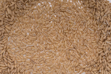 Oat Grains. Pile of grains, isolated white background