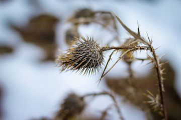 Dry prickly herb burdock in winter with snow in the background