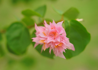 Pink flowers of a tropical Bougainvillea vine over the turquoise blue lagoon in Moorea, French Polynesia 