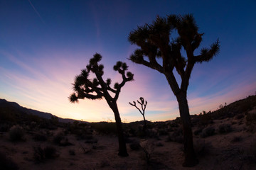 Fototapeta na wymiar Silhouette of a Joshua Tree in the Sunset in Joshua Tree National Park (California).