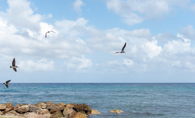 a group of pelican birds flying over the ocean off a tropical coast on a bright sunny day