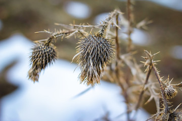 Dry prickly herb burdock in winter with snow in the background