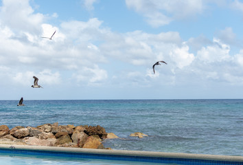 a group of pelican birds flying over the ocean off a tropical coast on a bright sunny day