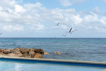 a group of pelican birds flying over the ocean off a tropical coast on a bright sunny day