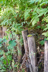 log fence embedded in the ground