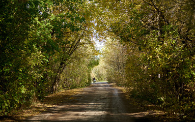 Obraz premium road with an arch of trees