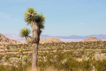 Landscape view of Joshua Tree National Park in California.