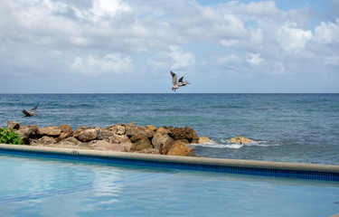 Fototapeta na wymiar a group of pelican birds flying over the ocean off a tropical coast on a bright sunny day
