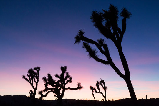 Silhouette of a Joshua Tree in the Sunset in Joshua Tree National Park (California).