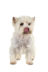 White West Highland Terrier Westie standing looking at camera licking her lips isolated on a white background