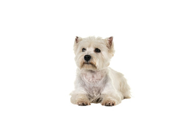 White West Highland Terrier Westie lying down looking at camera isolated on a white background