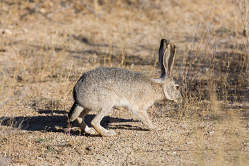 Wild Jack Rabbit Grazing the Fields in Joshua Tree National Park (California)